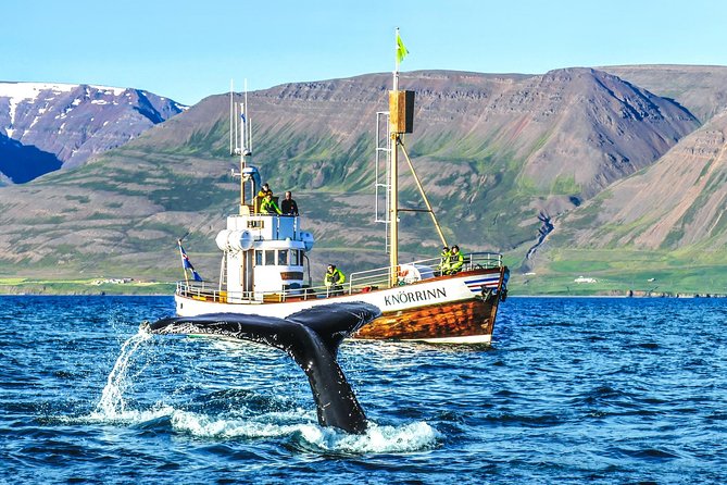 Whale Watching on Board a Traditional Oak Boat From Árskógsandur - Key Points