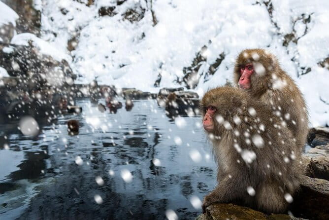2-Day Snow Monkey Tour: Nagano to Takayama via Matsumoto