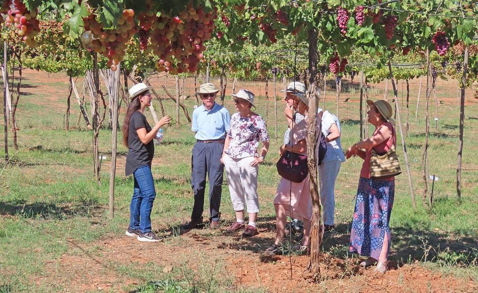 Almería: Wine Tour and Tasting in Organic Winery