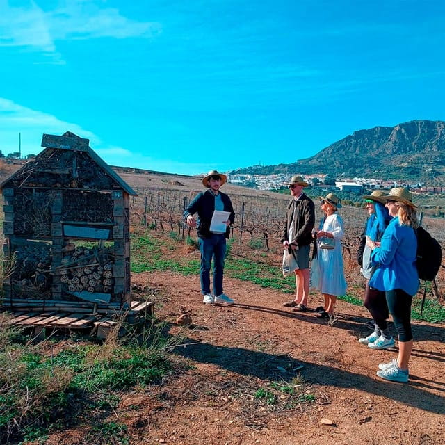 From Malaga: Wine Tasting and Vineyard Day Trip to Alora - Tour Overview