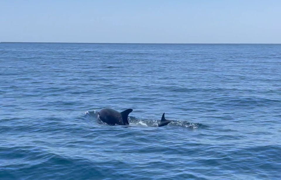Fuengirola: Speedboat & Encounter Dolphins - Activity Overview