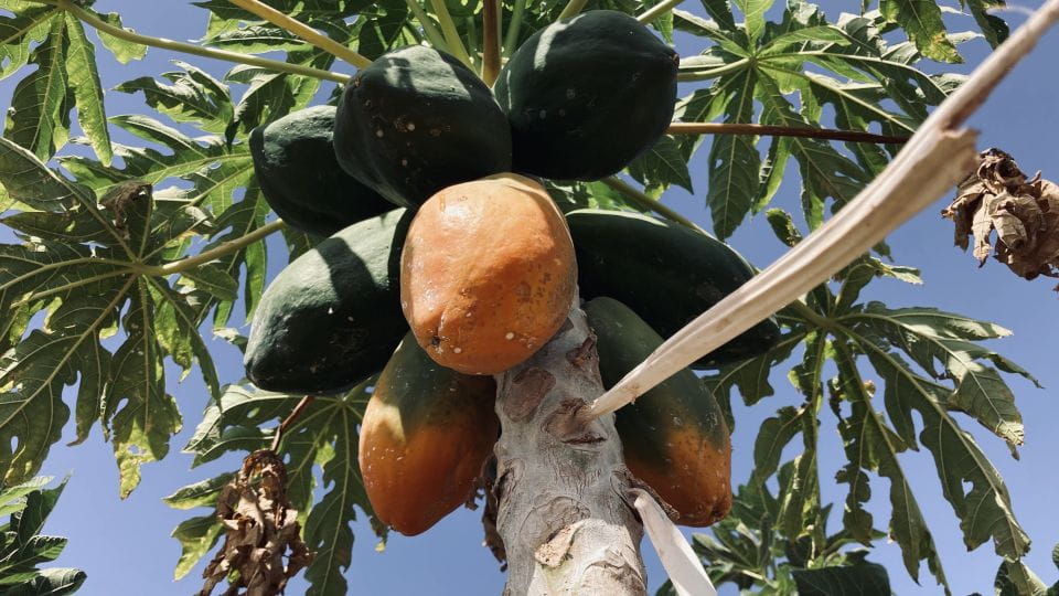 Fuerteventura: Tapas and Local Life Guided Tour