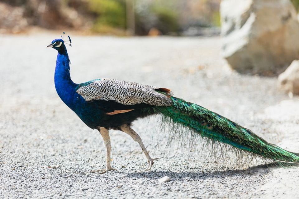 Gran Canaria: Camel Ride Safari W/ Optional Food & Transport - Overview of the Camel Ride