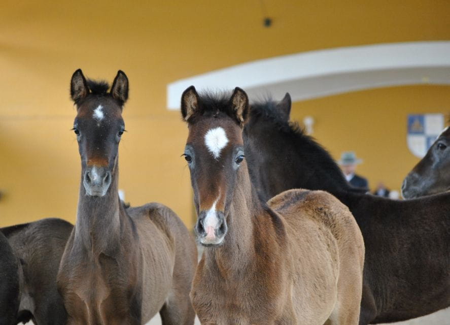 Jerez: Carthusian Horses Tour at Yeguada De La Cartuja - Tour Overview