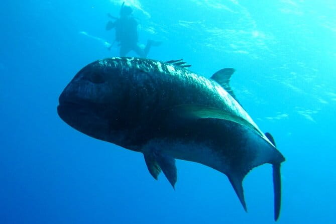 Kerama Islands Experience Dive/Snorkeling/Whale Watching Service