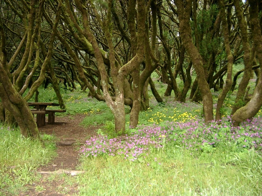 La Gomera: the Rain Forest (National Park)