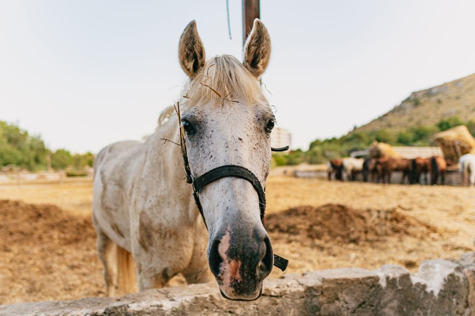 Mallorca: Horseback Riding Experience With Food Options - Overview of the Experience