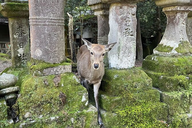 Nara Half-Day Bus Tour From Kyoto - Tour Overview