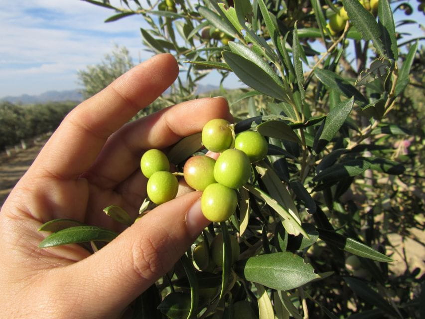 Oleoalmanzora: Guided Tour + Masterclass of EVOO Tasting Eng - Tour Overview