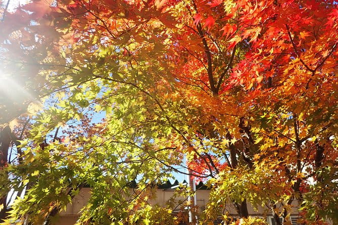 Short Morning Cycling Tour in Hida