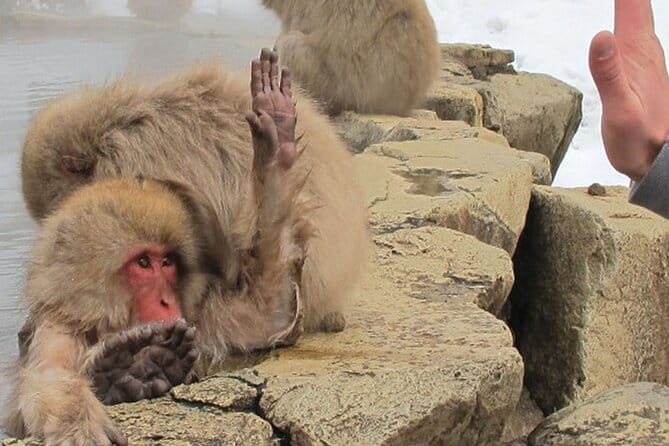 Snow Monkey and Takada Castle Cherry Blossom Illumination Tour