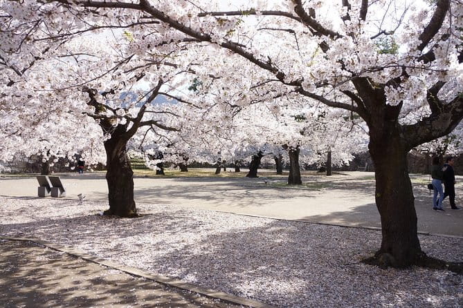 (Spring Only) 1-Day Snow Monkeys & Cherry Blossoms in Nagano Tour