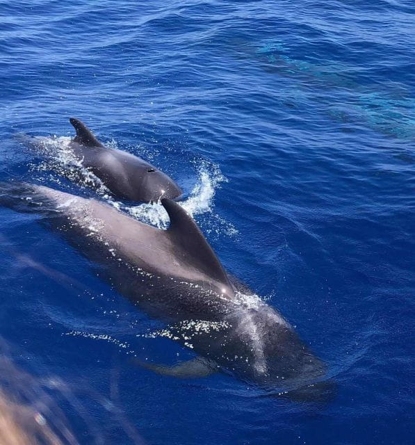 Whale and Dolphin Watching Yacht Trip in Puerto Colon