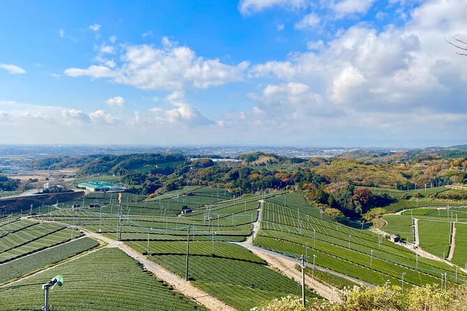 YokaBus Heritage in a Cup of a Yame Tea & Sake Tasting Expedition - Discovering Yame Tea Culture