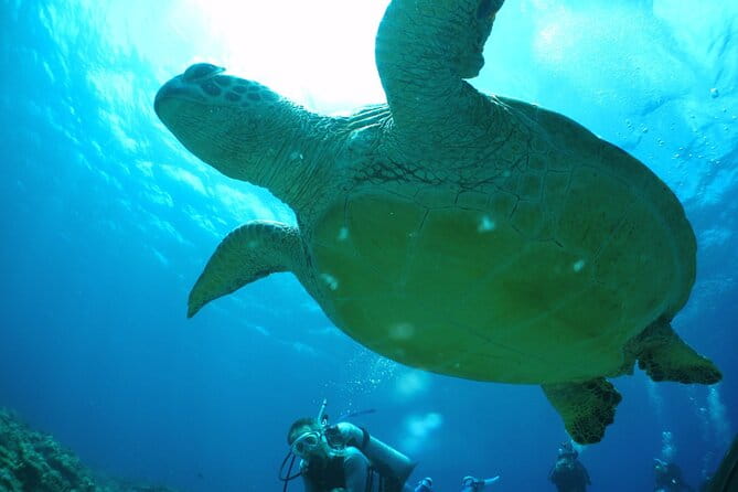 Full Day Guided Boat 2diving in Kerama Islands（License Required） - Pricing and Availability