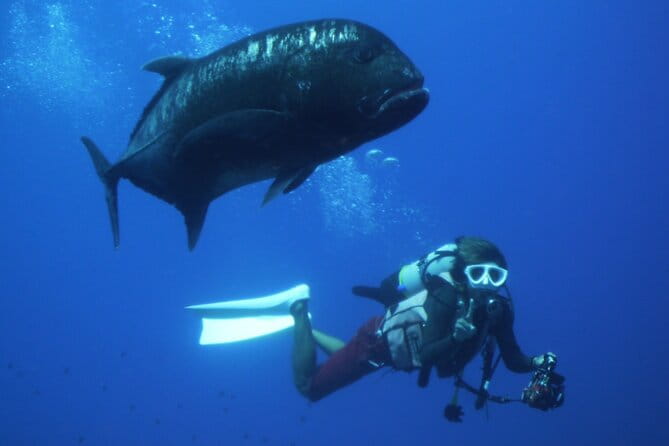 Full Day Guided Boat 2diving in Kerama Islands（License Required） - Reviews and Customer Feedback