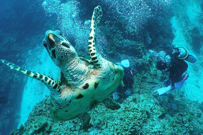 Full Day Guided Boat 2diving in Kerama Islands（License Required） - Tips for a Successful Diving Day