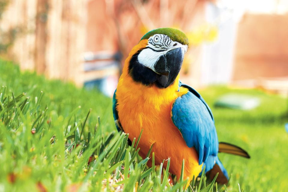 Benidorm: Mundomar Animal Park 1-Day Ticket - Ticket Pricing and Options