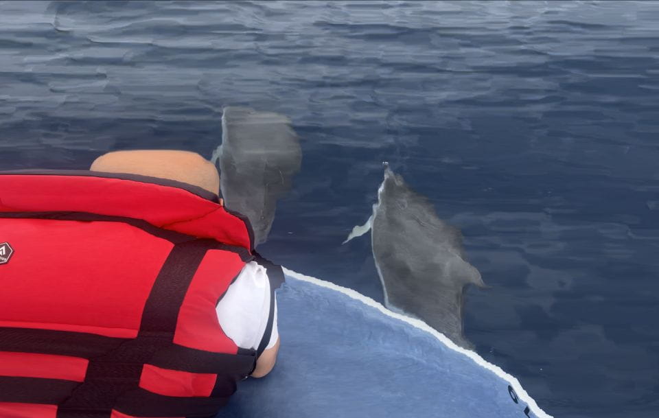 Costa Calma: Fuerteventura Dolphin Watching Zodiac Boat Tour - Tour Highlights