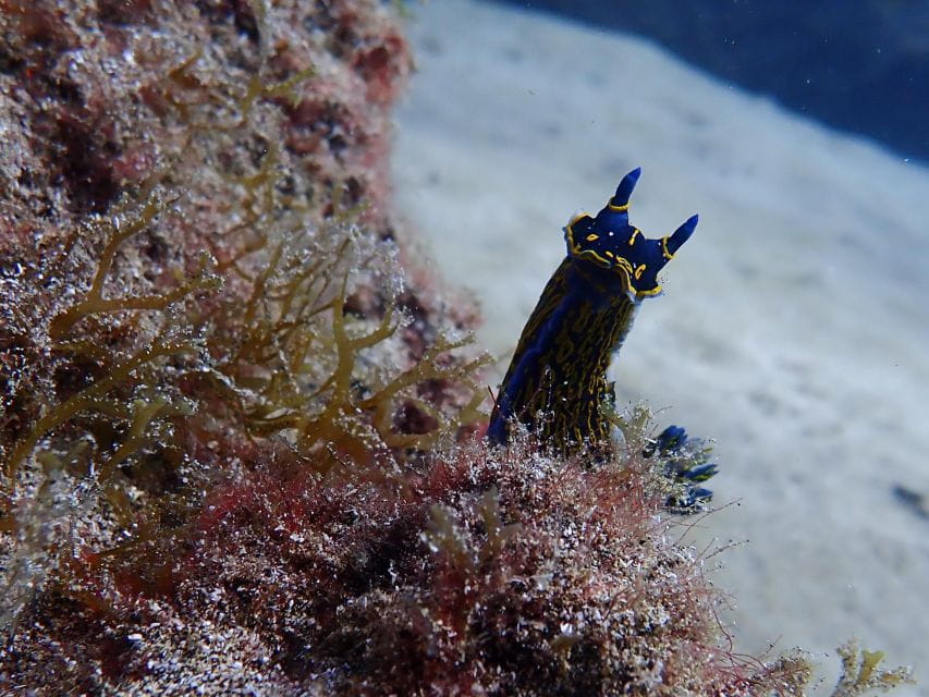 Diving at Lanzarote - 2 Guided Dives for Certified Divers - Activity Overview