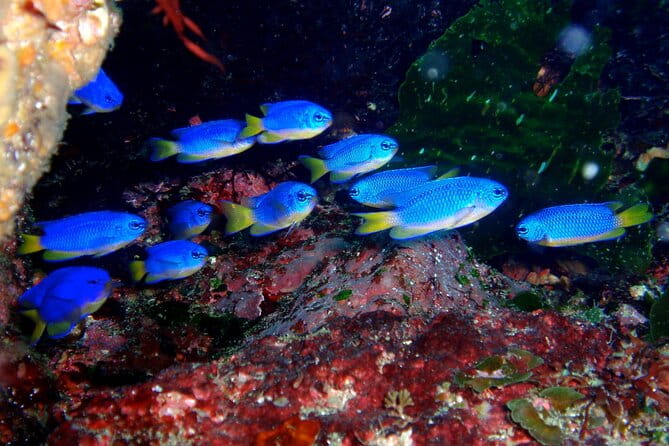 Enjoy Diving in Izu,Discover Scuba Diving for Nondiver. - Meeting and Pickup Details