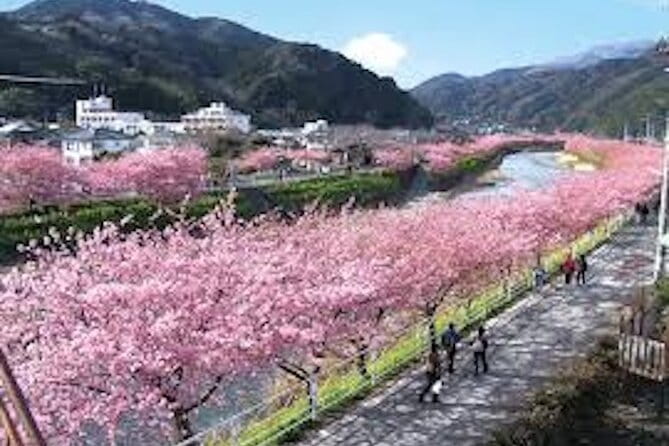 For a Limited Time, Hakone & Cherry Festival Kawazu 2-12 Guests
