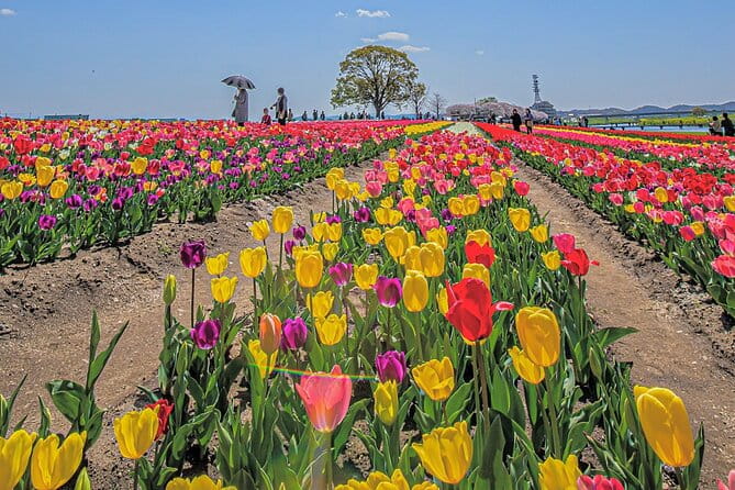 Fukuoka Cherry Blossom and Tulip Tour With Boat Ride Yokabus