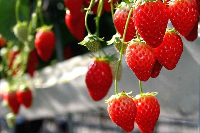 Full Day Tour in Mount Fuji and Oishi Park With Fruit Picking