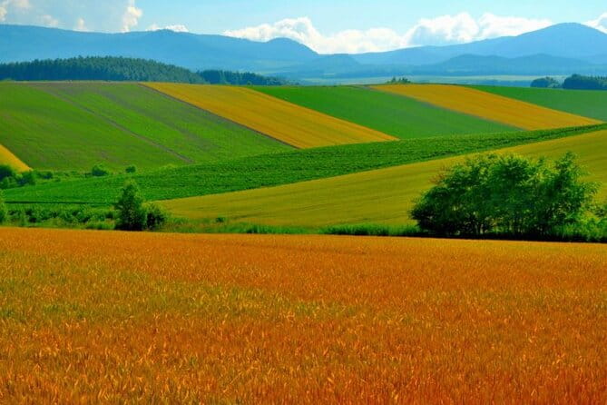 Furano & Biei 4 Hour Tour: English Speaking Driver Only, No Guide - Overview of the Tour Experience