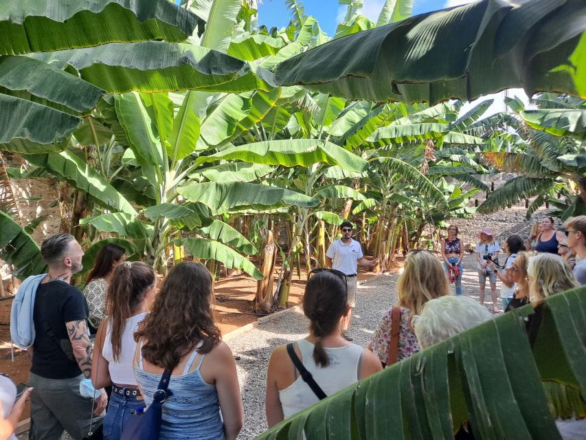 Gran Canaria: Banana World Guided Tour & Tasting - Tour Overview and Pricing
