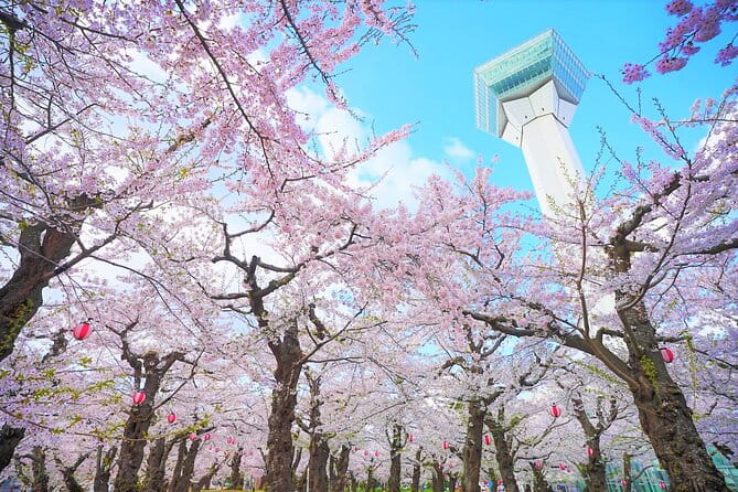 Hokkaido Hakodate Cherry Blossom 2D1N Bus Tour From Sapporo - Tour Overview