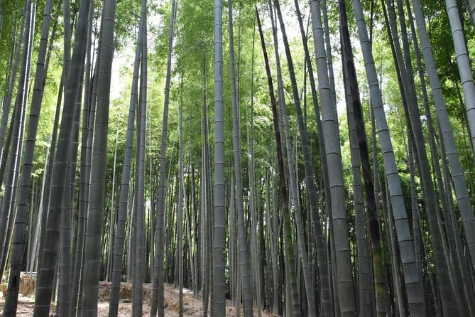 Inside of Fushimi Inari - Exploring and Lunch With Locals - Off-the-Beaten-Path Hike