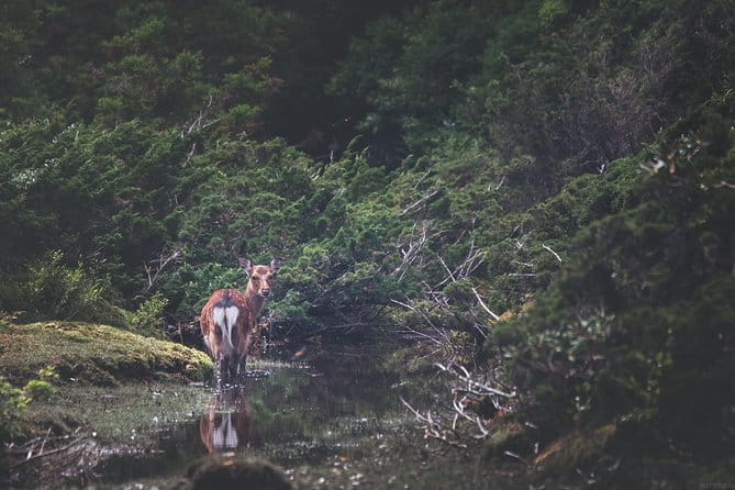 Kagoshima Private Customized Full Day Tour