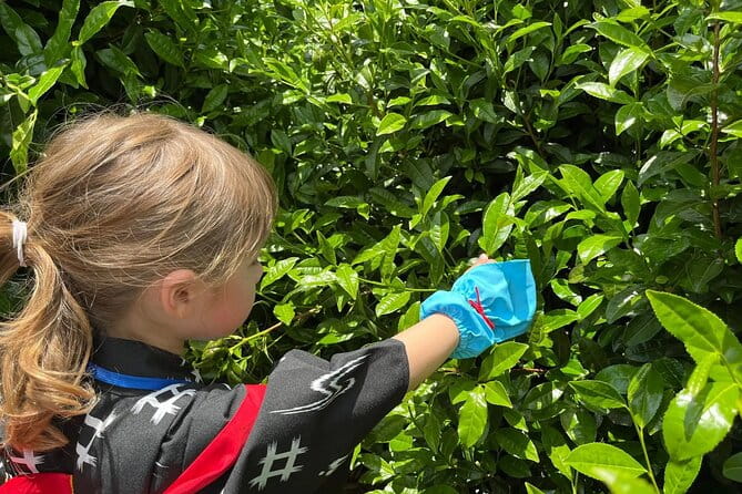 Kyoto Uji Tea Picking and Byodo in Temple Private Tour