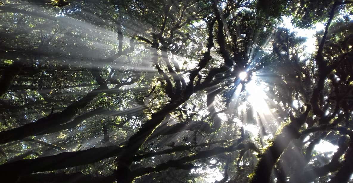 La Gomera: Hiking in the Mystical Garajonay National Park - Overview of Garajonay National Park