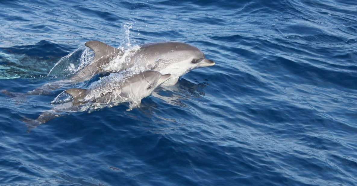 Lanzarote: Lobos Island Half-Day Dolphin Watching Trip - Overview and Pricing