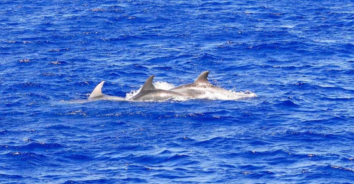 Mallorca: 3-Hour Afternoon Dolphin Watching Boat Tour - Tour Overview