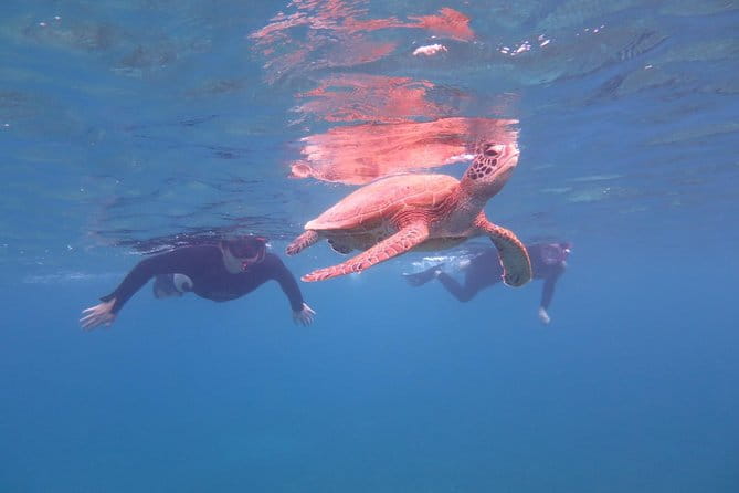[Miyakojima Snorkel] Private Tour From 2 People Go to Meet Cute Sea Turtle - The Beauty of Miyakojima