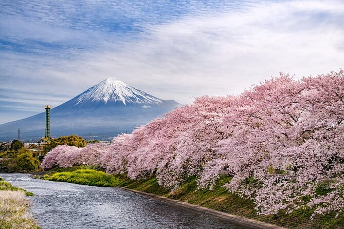 Mount Fuji and Cherry Blossom E-Bike Tour (Seasonal Availability) - Tour Overview