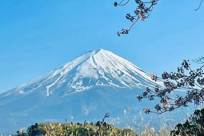 Mt. Fuji Cherry Blossom One Day Private Tour With Pickup