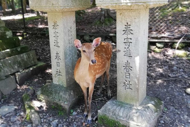 Nara Half Day Trip Walking Tour - Tour Overview and Highlights