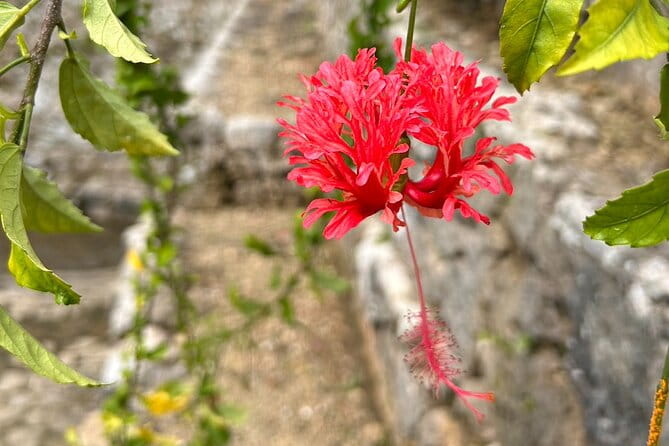 Phantom Cafe Tour in the Shuri by E-Bike