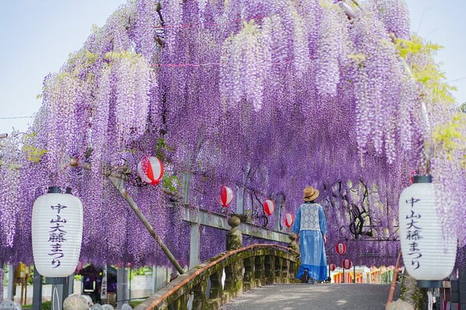 Scenic Tour of Kuroki and Nakayama Wisteria in Fukuoka YokaBus