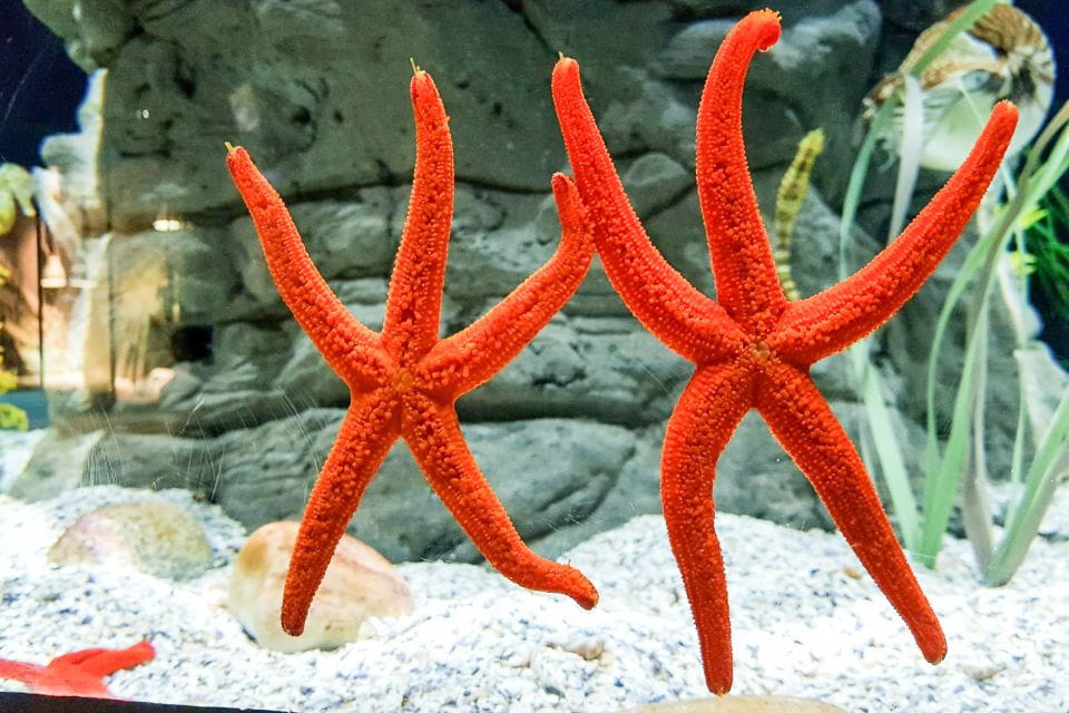 Seville: Minibus Tour, Aquarium and River Cruise