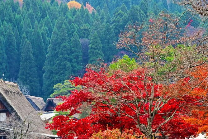 Shirakawago Gujo Hachiman and Hida Takayama One Day Tour | Nagoya