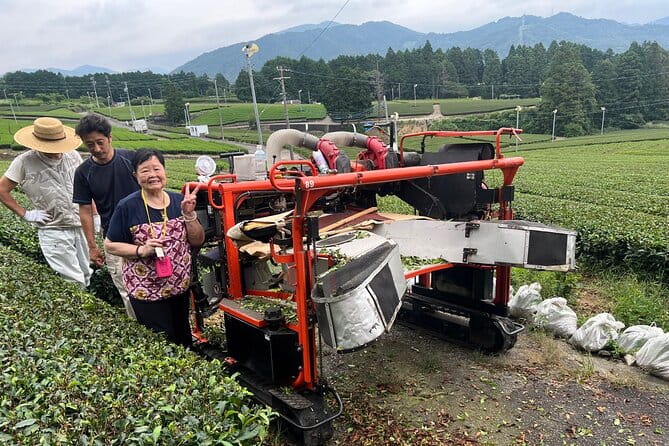 Shizuoka Tea Picking Private Experience - Experience Overview