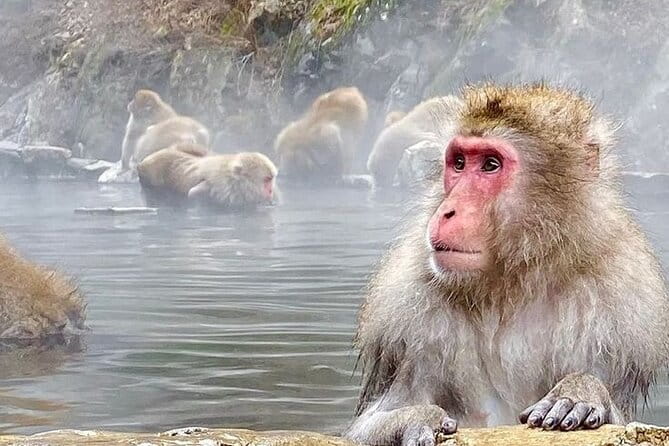 Snow Monkeys Sake Tasting Zenko-ji and Monzen Terrace Lunch