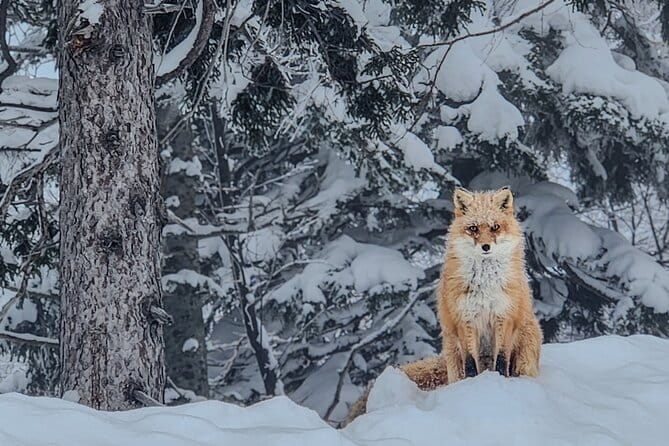 Snowshoe Adventures and Onsen Bliss Winter Escape in Furano