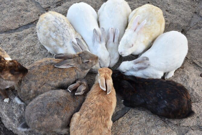 Takehara Historical Townscape Sake Tasting & Rabbit Island - Tour Overview