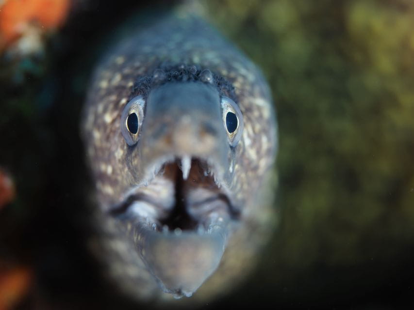 Tossa De Mar: Mar Menuda Dive Trip for Certified Divers